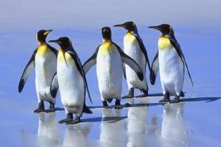 Dažas aizvēsturiskas sugas... Autors: ere222 zxzxhzc Pingvīni