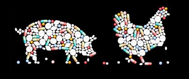 Antibiotikas ir neatņemama... Autors: Tautas Spogulis Katastrofa - Antibiotiku ēras beigas!