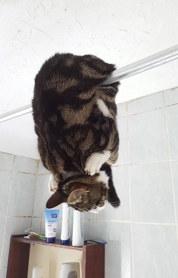 Scaronādu savu kaķi vannas... Autors: Parasts spocēns Varu derēt, ka šie attēli ar ne pārāk gudriem kaķīšiem spēs uzlabos tavu dienu