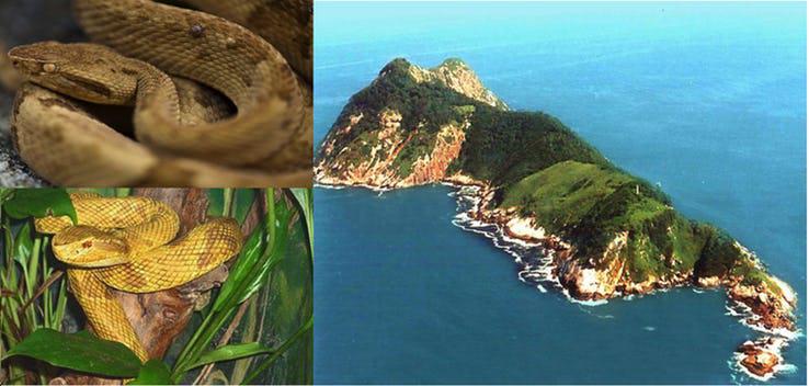 Čūsku sala Ilha Da Queimada... Autors: Testu vecis Biedējošas salas, kas tevi nogalinās