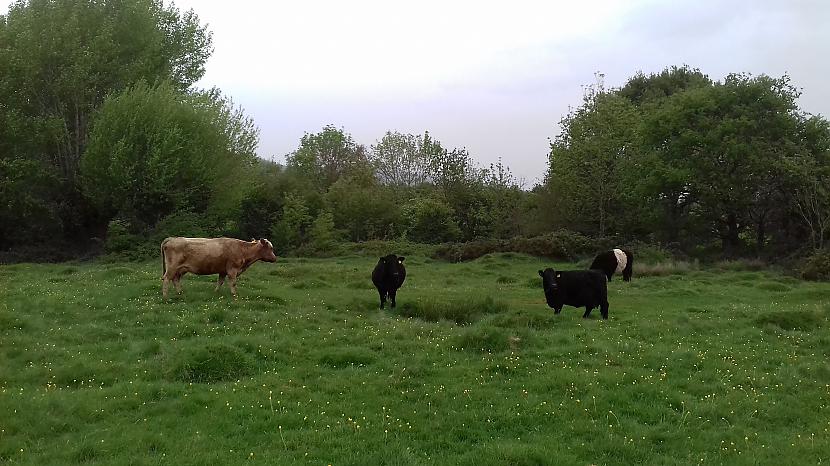 Tuvojamies Daudzām bija... Autors: Griffith Devāmies apciemot govis Welland, Malvern Hills.