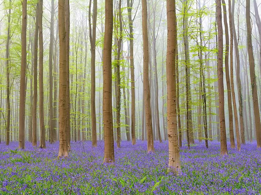Halles mežs Beļģija Autors: matilde 24 pasakainas vietas, kuras ir vērts apmeklēt arī mūsdienās