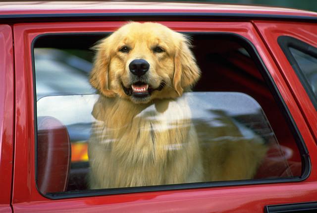 Šogad vasara mūs lutina ar... Autors: ĶerCiet Arī suņiem karstā laikā automašīna var būt nāvējoša. Neļauj pārkarst!