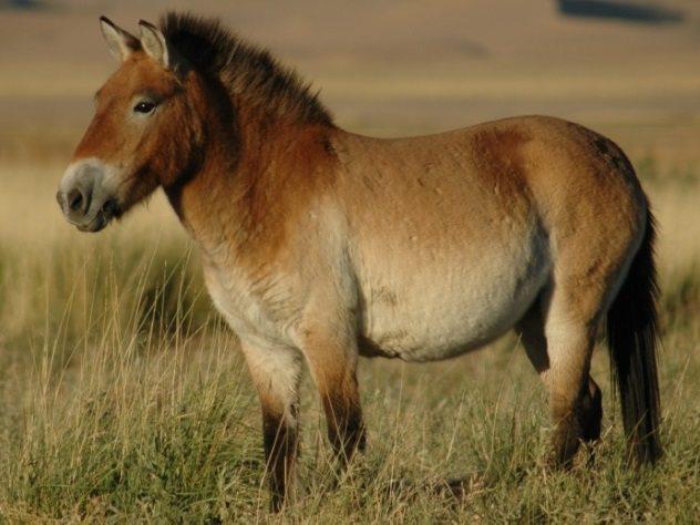 Prževaļska zirgs Prževaļska... Autors: Testu vecis Dzīvnieku sugas, kuras cilvēce izglāba no izmiršanas