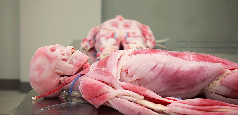 Sintētiskais modelis operāciju... Autors: Lestets Sintētiskie cilvēku orgāni, kas paredzēti ķirurgu apmācībai