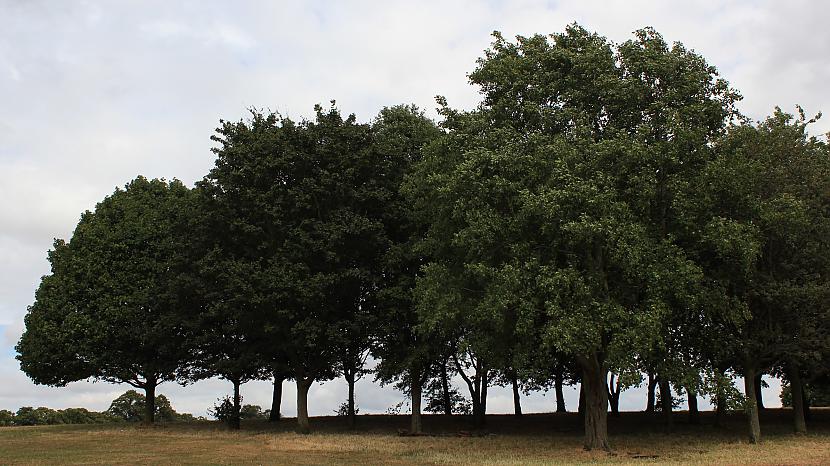  Autors: rolands 2 Bildes - The Racecourse Park (pēc 20 dienu karstuma)