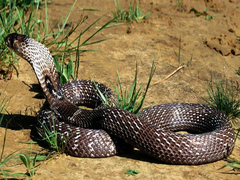 King Cobra Karaliskā... Autors: ĶerCiet Nāvīga satikšanās: Pasaulē indīgākie dzīvnieki