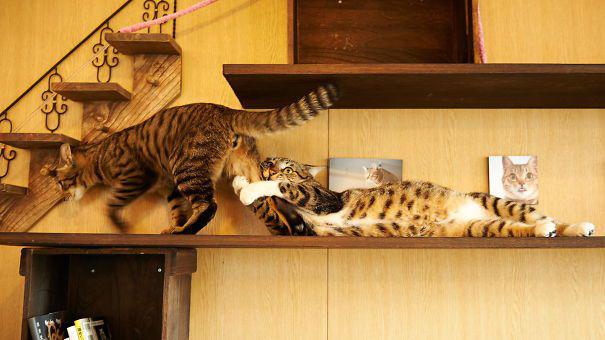 Nepamet mani dārgais Autors: ĶerCiet 20 dramatiski kaķi, kuri godam pelnījuši “oskaru”