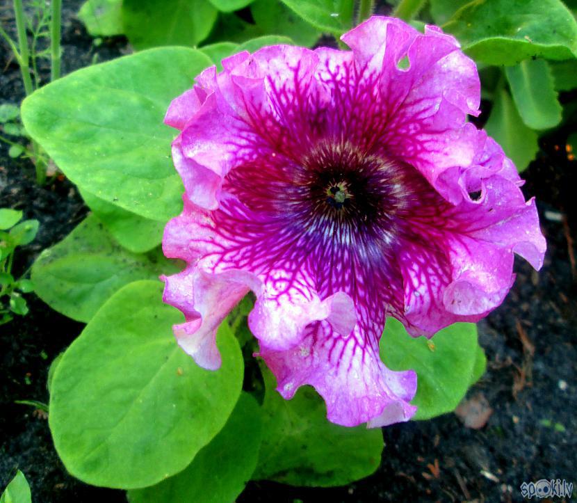 Pirmais nepildītais zieds ar... Autors: rasiks Petūnijas omes dārzā