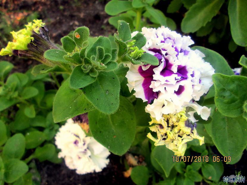 Pirmie pildīto petūniju ziedi... Autors: rasiks Petūnijas omes dārzā