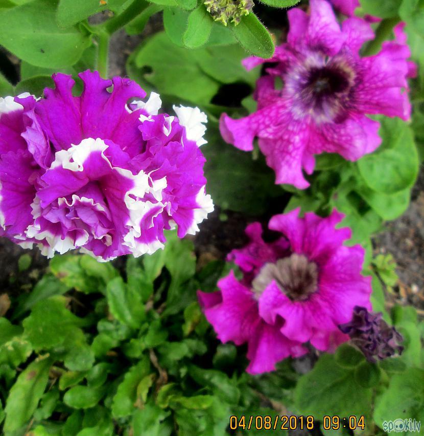 Zied un priecē omes vienmuļo... Autors: rasiks Petūnijas omes dārzā