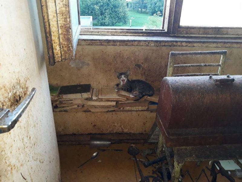  Autors: Fosilija 24 kaķi vienas rīdzinieces dzīvoklī!