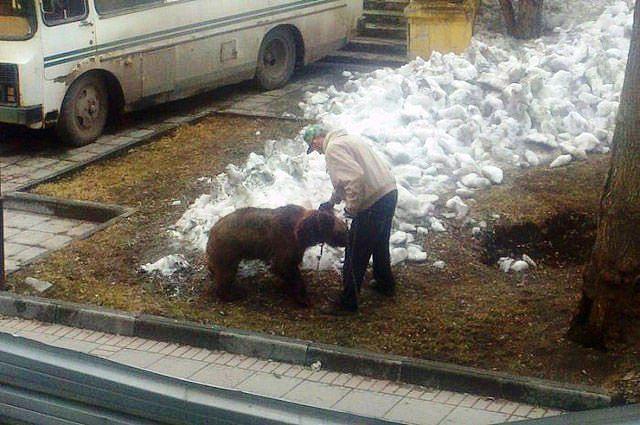  Autors: Charged Dzīvnieki Krievijā. SMIEKLĪGI.