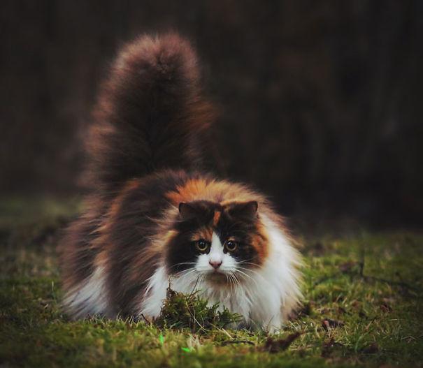 Norvēģijas meža kaķisTam ir... Autors: ezkins Garspalvaino kaķu Top 10
