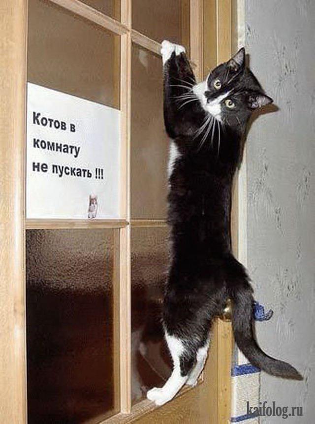 Kaķus istabā... Autors: Latvian Revenger Nedēļa gandrīz pusē - bet smaids sejā joprojām tusē