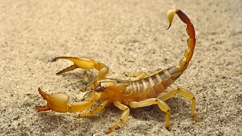 Skorpions ir cēlonies nieka... Autors: Altenzo 10 nāvējošākie dzīvie organismi uz planētas