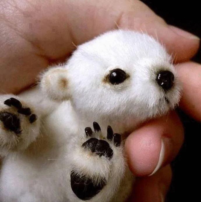 Neviens polārlācis nevar... Autors: Lestets 15 dīvainākās viltus ziņas internetā, kurām tu droši vien noticēji