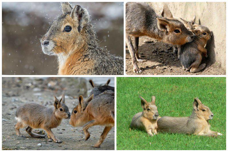 Patagonijas mara  pasaulē... Autors: pyrathe 18 dzīvnieki, par kuriem Tu, iespējams, nebūsi pat dzirdējis