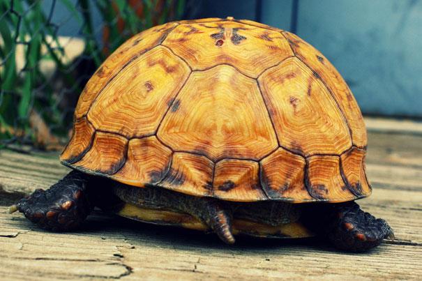 Bruņurupuči var elpot caur... Autors: swaggerr Daudz visādu interesantu faktu par dzīvniekiem.