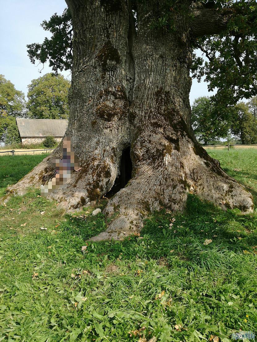 Koks ir apmēram 800 gadus vecs Autors: Elza K Kaņepju dižozols.