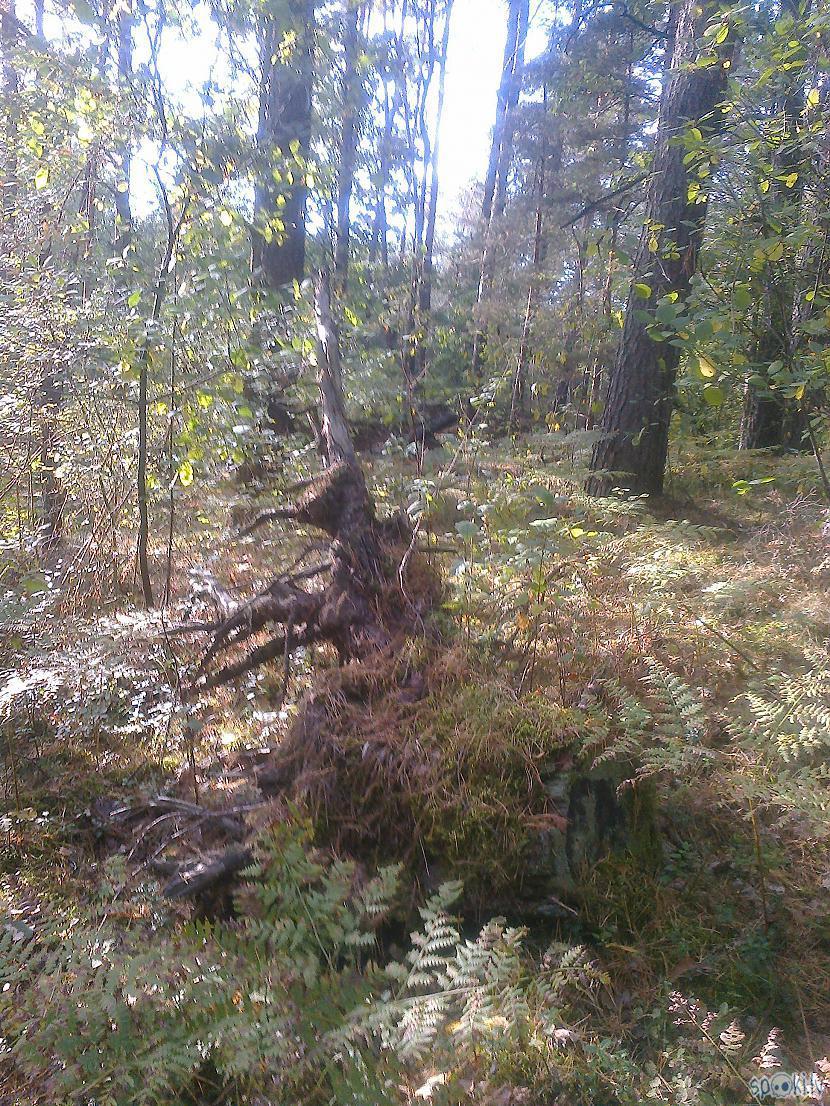 Oops Re kur mežā rūķis sēž Autors: ezkins Mežs bez sēnēm, bet ar ēnām