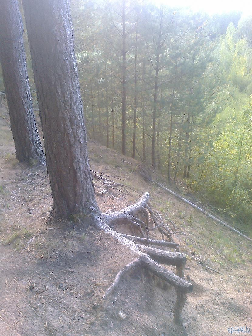 Tur koki saknes savas rādīja... Autors: ezkins Mežs bez sēnēm, bet ar ēnām