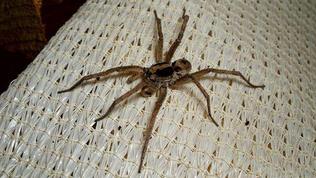 Scaronie zirnekļi ir aktīvi... Autors: Kapteinis Cerība Interesanti fakti par Vilkzirnekli