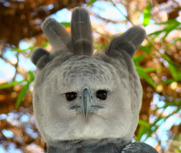 Harpy eagle Autors: matilde 20 dzīvnieki, kuru izskats liks uzdot jautājumu «Kas Tu esi?»