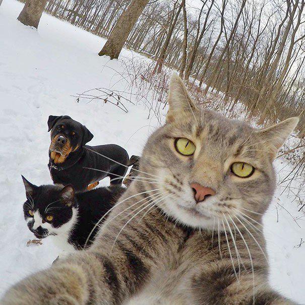  Autors: Bitchere Smieklīgi dzīvnieku selfiji