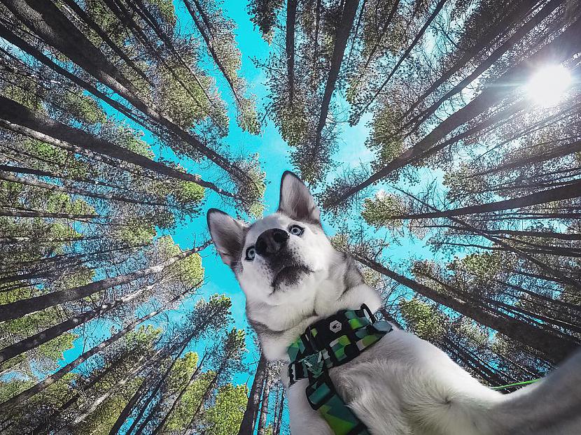 Suņi ir čempioni selfiju... Autors: Latvian Revenger 25 iemesli, kāpēc suņi ir vislabākie draugi