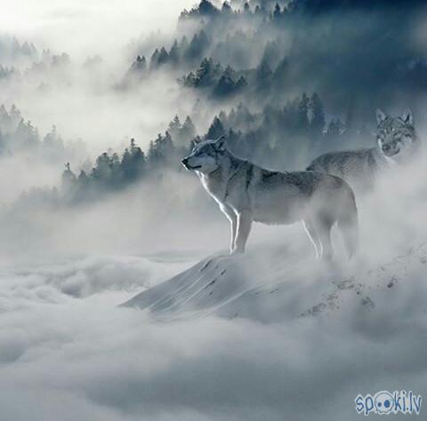 Two wolfs Autors: Fosilija Decembris klāt! 😸