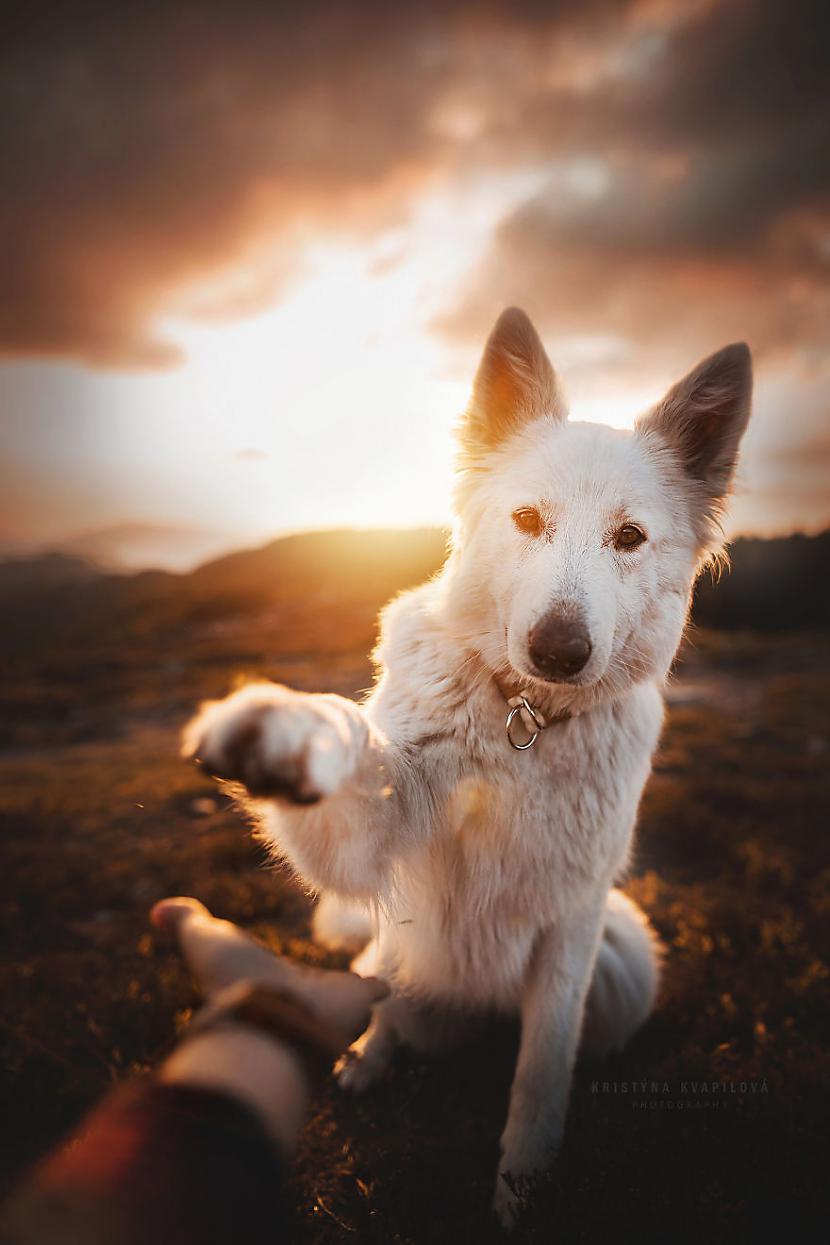  Autors: Latvian Revenger 50 izcilas suņuku fotogrāfijas