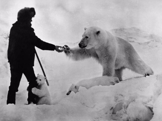 Polārpētnieks cienā polārlāci... Autors: zzcepums Vēsturiskas fotogrāfijas, kas parāda vēsturi no cita skatu punkta