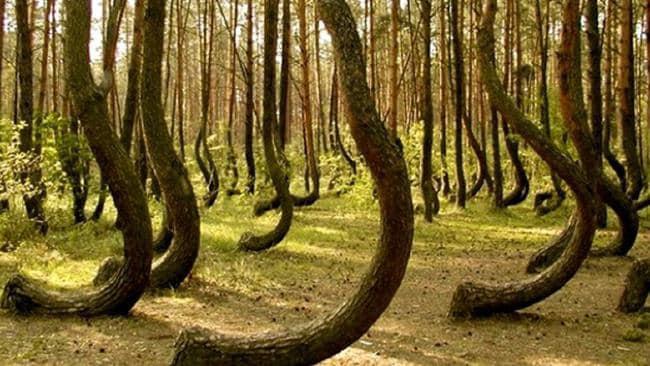 Pats meža nosaukums tika dots... Autors: Bezjēdzīgais Spocīgais un NLO bagātais rumāņu mežs
