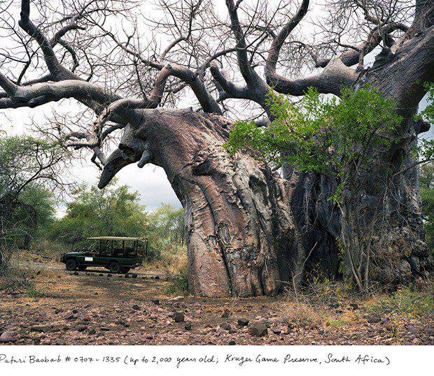 Baobabs 2000 gadi Krugera... Autors: ĶerCiet 10 augi, kuri ir vecāki par 2000 gadiem. Apbrīnojamā daba