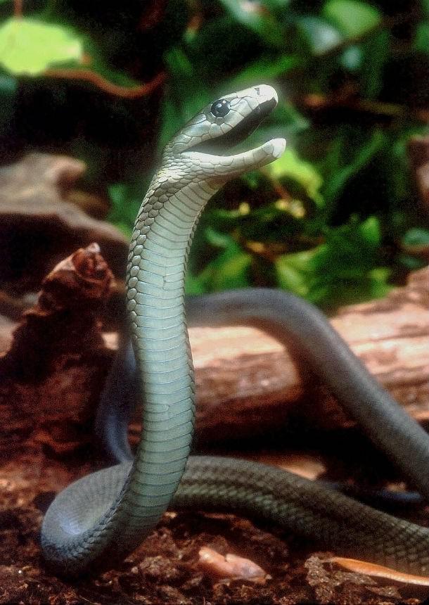 Melnā mamba Melnā mamba ir... Autors: Testu vecis 20 indīgākās čūskas pasaulē
