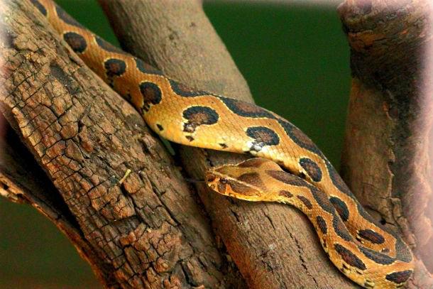 Rasela odze Rasela odze ir... Autors: Testu vecis 20 indīgākās čūskas pasaulē