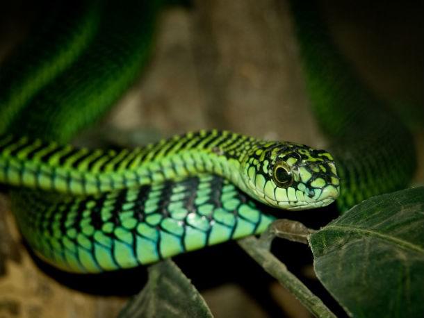 Bumslangs Daudzas zalkscaronu... Autors: Testu vecis 20 indīgākās čūskas pasaulē