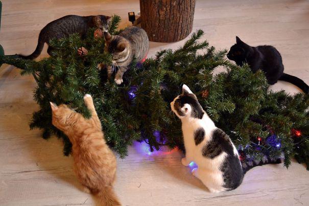 Te bija vesela komanda Autors: EnjoyWithMarta 15 kaķi, kas palīdzēja izrotāt ziemassvētku egli