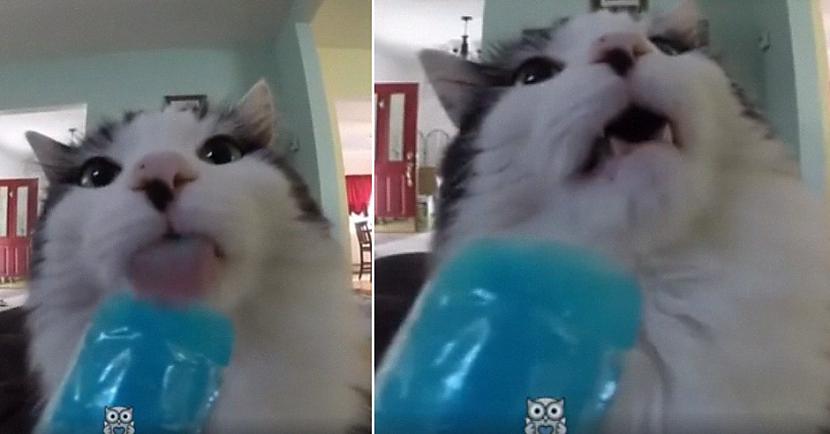 EkrānuzņēmumsIzrādās ka arī... Autors: matilde Dienas video: Arī kaķiem saldējuma dēļ «sasalst» smadzenes