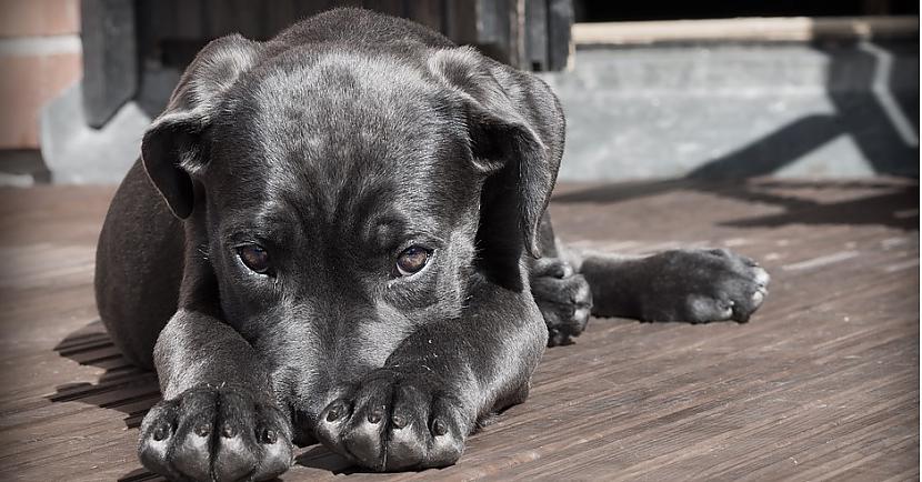 Foto wwwpixabaycomKamēr es... Autors: Lestets Cilvēku atzīšanās: Smieklīgākie suņu nedarbi