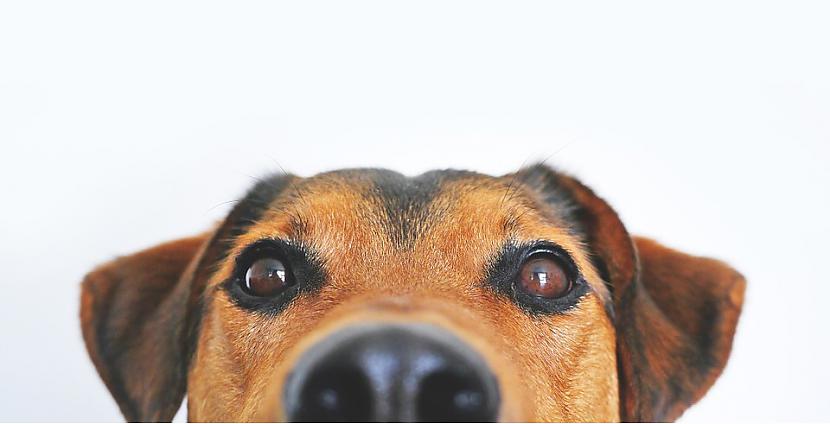 Foto wwwpixabaycomVienu reizi... Autors: Lestets Cilvēku atzīšanās: Smieklīgākie suņu nedarbi