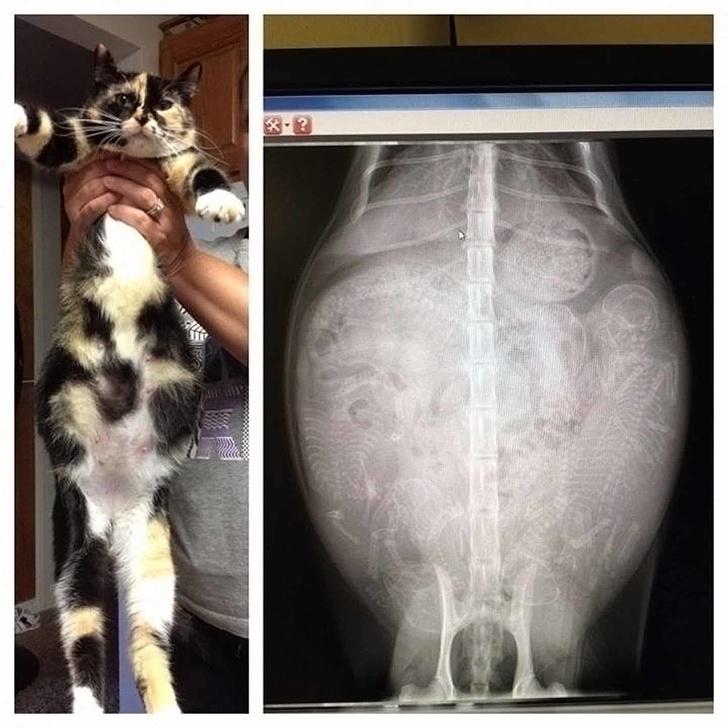 Kaķene stāvoklīScarono kaķeni... Autors: The Diāna 12 pārsteidzoši rentgeni, kuri liks uz pasauli raudzīties citādāk