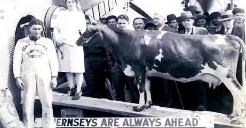 Tātad 1930 g 18 februārī govs... Autors: Lestets 18. februāris - lidojošo govju diena!