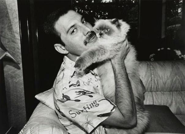  Autors: matilde 20 fotogrāfijas, kurās redzams Fredijs Merkūrijs un viņa mīļotie kaķi