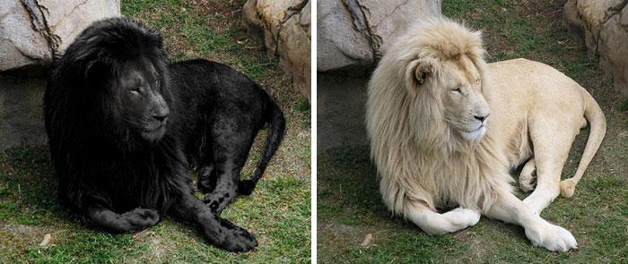 Melna lauvaScaronķiet ka... Autors: matilde 15 «viltus» fotogrāfijas, kurām visi internetā tic