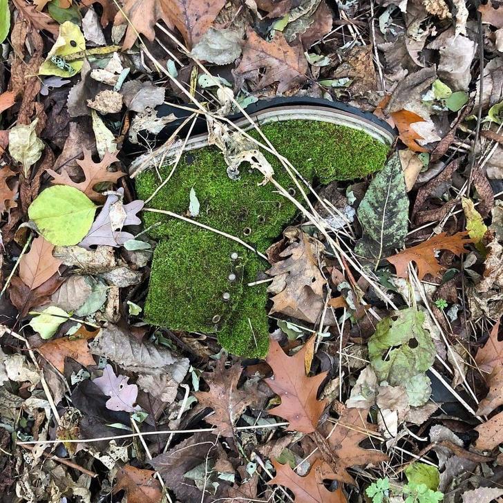 Mežā atrasts ar sūnām apaudzis... Autors: The Diāna 21 apbrīnojams dabas foto no visas pasaules