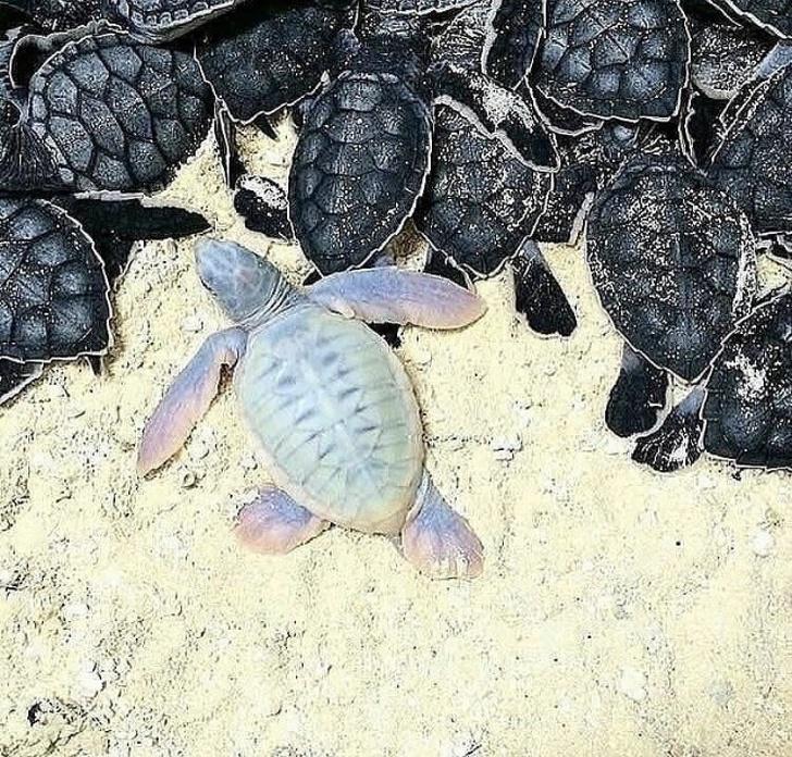 Ļoti rets jūrasbruņurupuča... Autors: Lestets 22 bildes kā pierādījums, ka daba ir pilna ar noslēpumiem