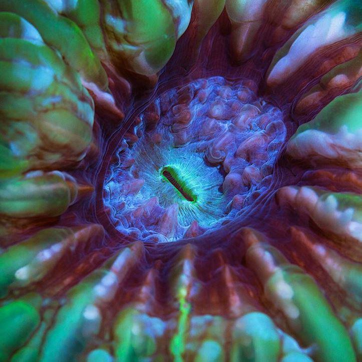 Cynarina koraļļus pazīst arī... Autors: Lestets 22 bildes kā pierādījums, ka daba ir pilna ar noslēpumiem