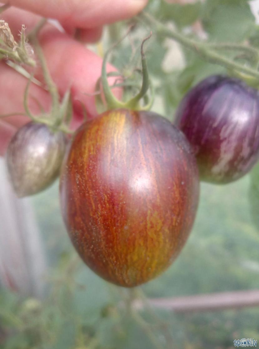 Breds Atomic GrapeVisu tomātu... Autors: Raziels Mans tomātu tops